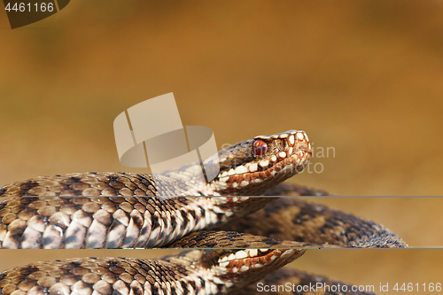 Image of female common european adder closeup