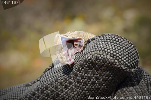 Image of Vipera lebetina biting protective glove