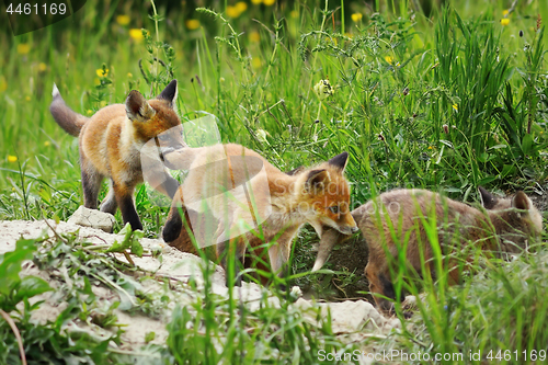 Image of fox cubs playing together near the den