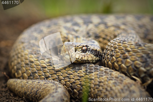 Image of close up of Vipera ursinii rakosiensis