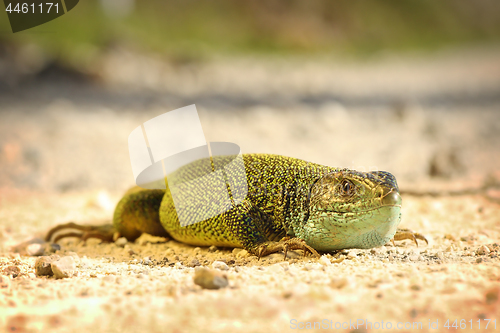 Image of male green lizard on ground