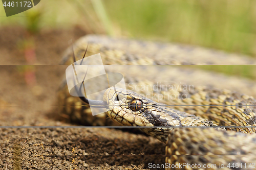 Image of beautiful meadow adder close up of head