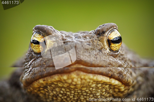 Image of macro portrait of cute toad