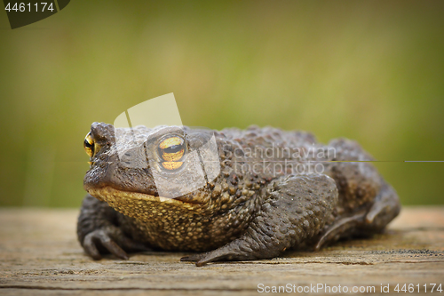 Image of european brown toad on wooden board