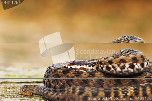 Image of beautiful common european adder