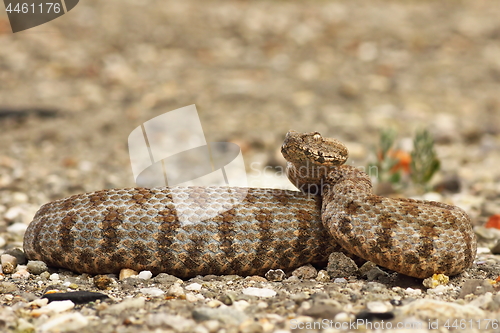 Image of dangerous viper ready to strike