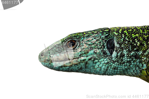 Image of isolated macro view of male head Lacerta viridis