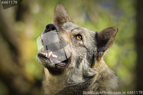 Image of cute curious dog portrait