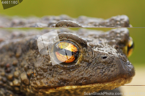 Image of brown common toad portrait, closeup on the eye