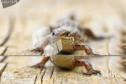 Image of close up of viviparous lizard on wood board