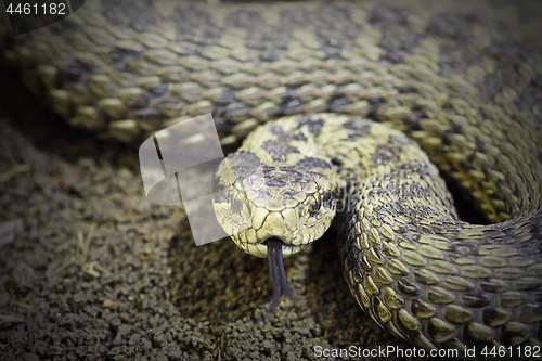 Image of closeup of female meadow viper ready to attack