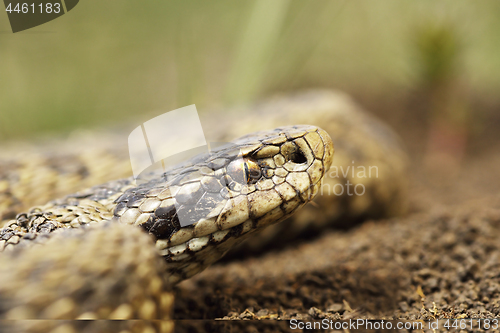 Image of rare meadow viper portrait