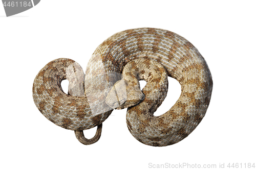 Image of Milos viper isolated on white background