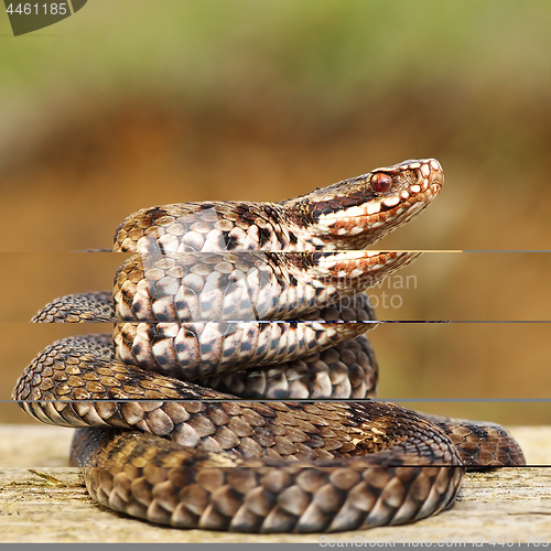 Image of common european adder on wood board 