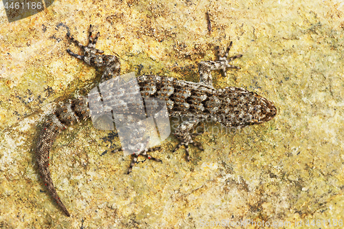 Image of Mediodactylus kotschyi, full length