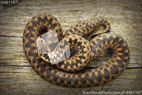 Image of full length common adder basking on stump