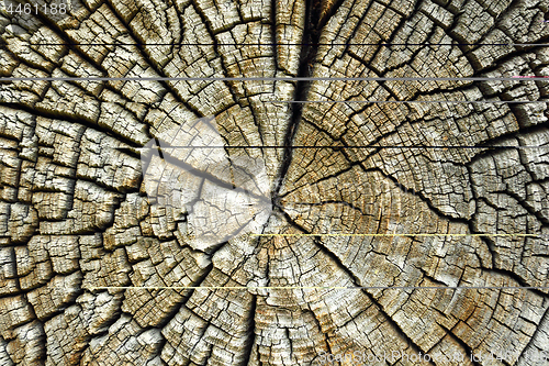 Image of cracked pith of spruce log