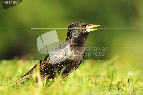 Image of close up of common starling