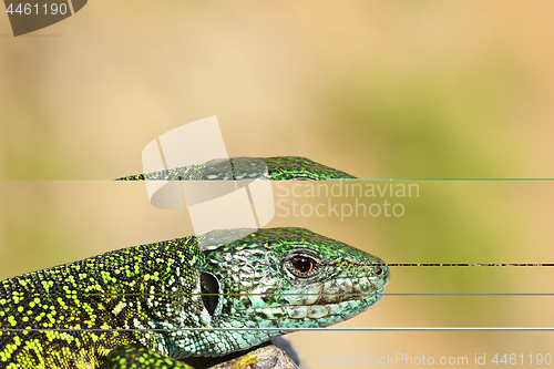 Image of close-up of male green lizard