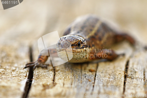 Image of front view of viviparous lizard