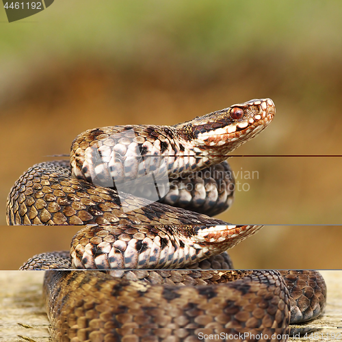 Image of common european adder on wood board 