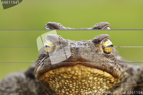 Image of common brown toad head