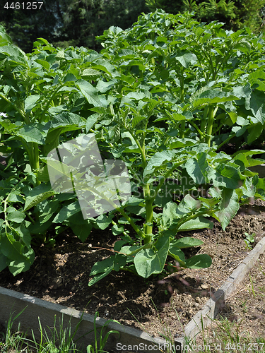 Image of Potato plants in vegatable garden