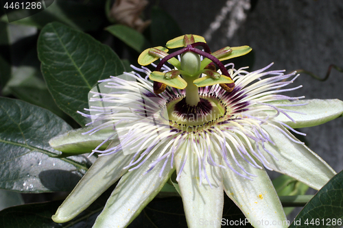 Image of Passion Flower