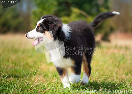 Image of Australian shepherd puppy