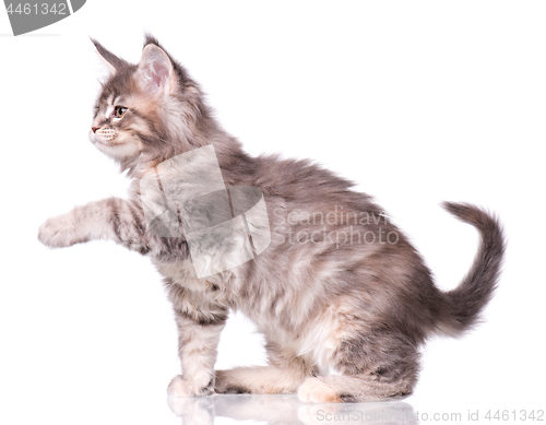 Image of Maine Coon kitten on white