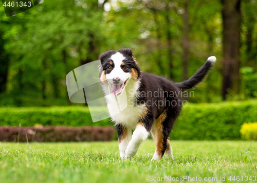 Image of Australian shepherd puppy