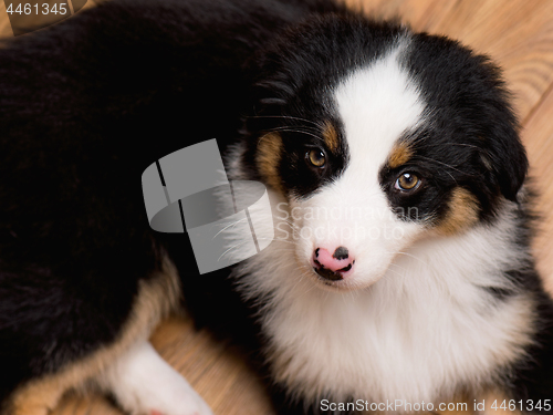 Image of Australian shepherd puppy