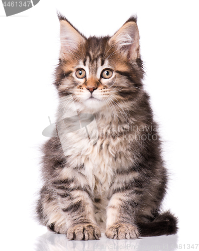 Image of Maine Coon kitten on white