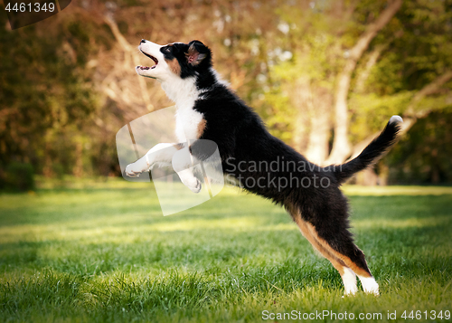 Image of Australian shepherd puppy