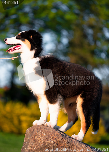 Image of Australian shepherd puppy