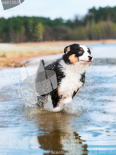 Image of Australian shepherd puppy