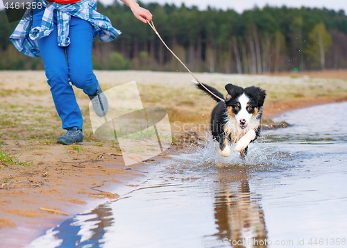 Image of Australian shepherd puppy