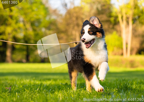 Image of Australian shepherd puppy