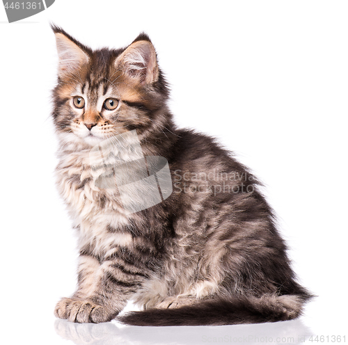 Image of Maine Coon kitten on white