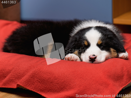 Image of Australian shepherd puppy