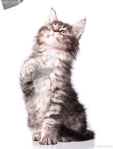 Image of Maine Coon kitten on white