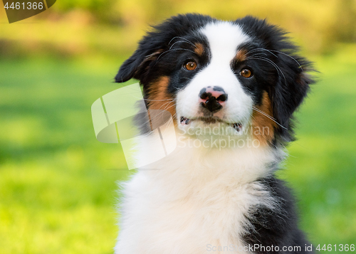 Image of Australian shepherd puppy