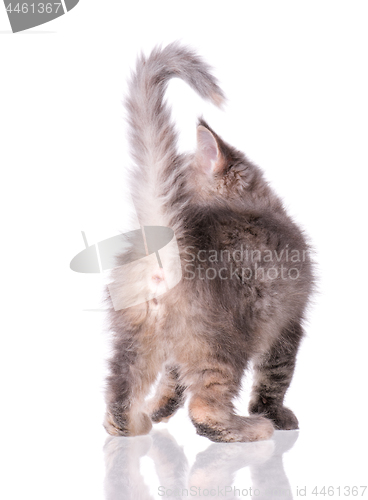 Image of Maine Coon kitten on white