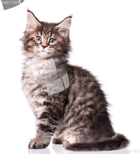 Image of Maine Coon kitten on white