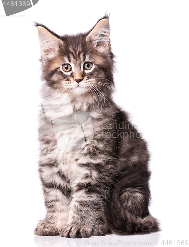 Image of Maine Coon kitten on white