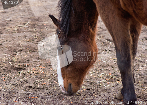 Image of Horse eating straw