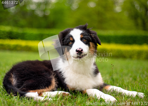 Image of Australian shepherd puppy