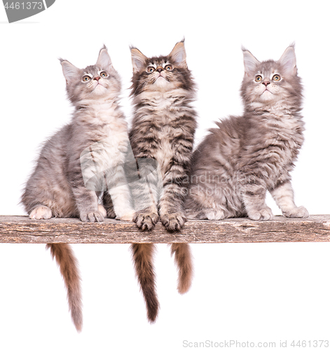 Image of Maine Coon kitten on white