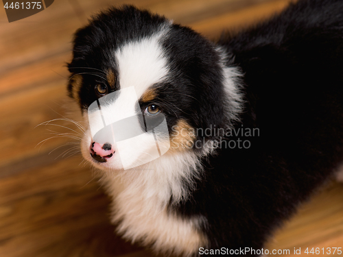 Image of Australian shepherd puppy