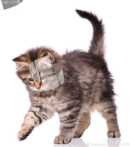 Image of Maine Coon kitten on white